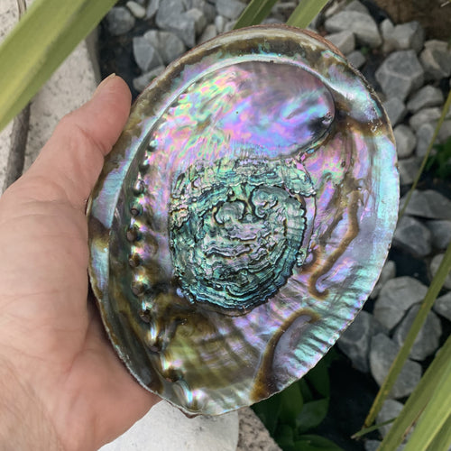Magnificent Abalone, large abalone from Mexico, Haliotis Fulgens