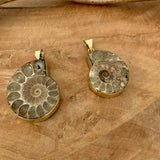 Pendentif d'ammonite naturelle, bijoux en fossile