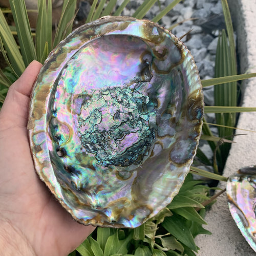 Mexican abalone shell, mother of pearl, Size S