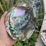 Magnificent Abalone, large abalone from Mexico, Haliotis Fulgens