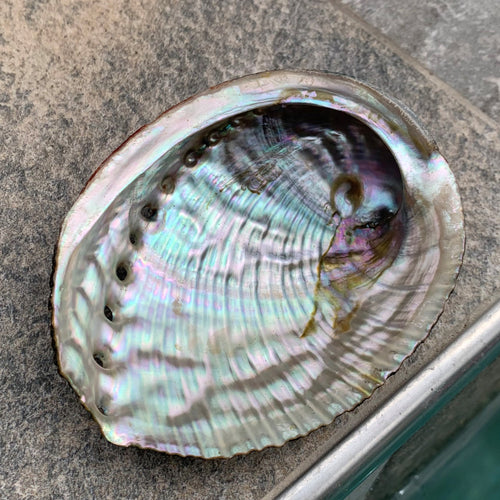 Magnifique Abalone, grand et petit ormeau du Mexique