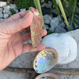 Magnifique Abalone, grand et petit ormeau du Mexique