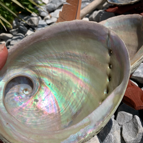 Rainbow abalone shell from Vietnam, mother of pearl, Size L